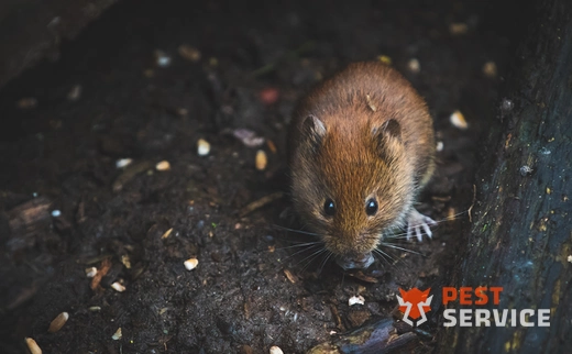 Дератизация в Калуге